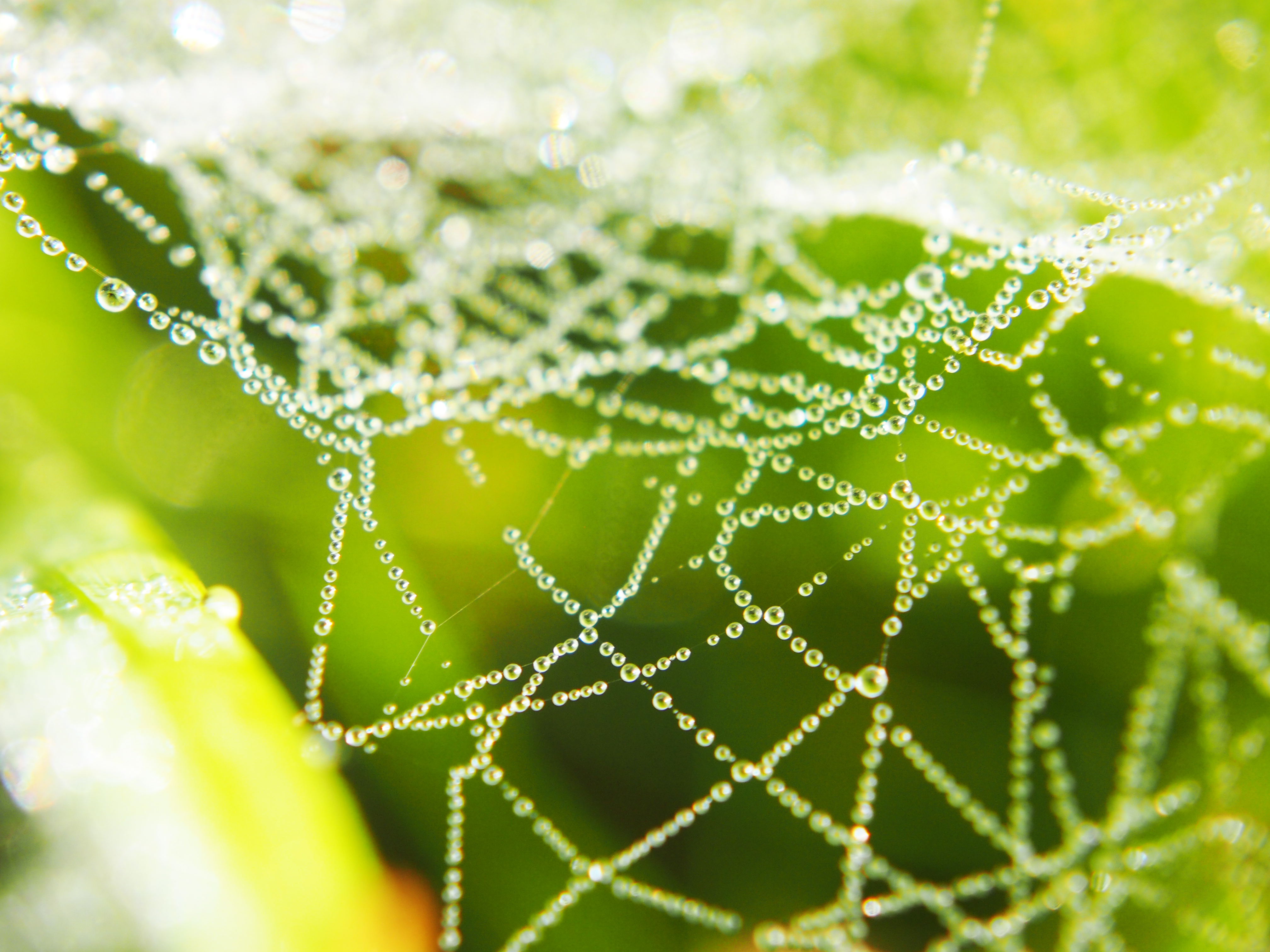 Dew in spider web